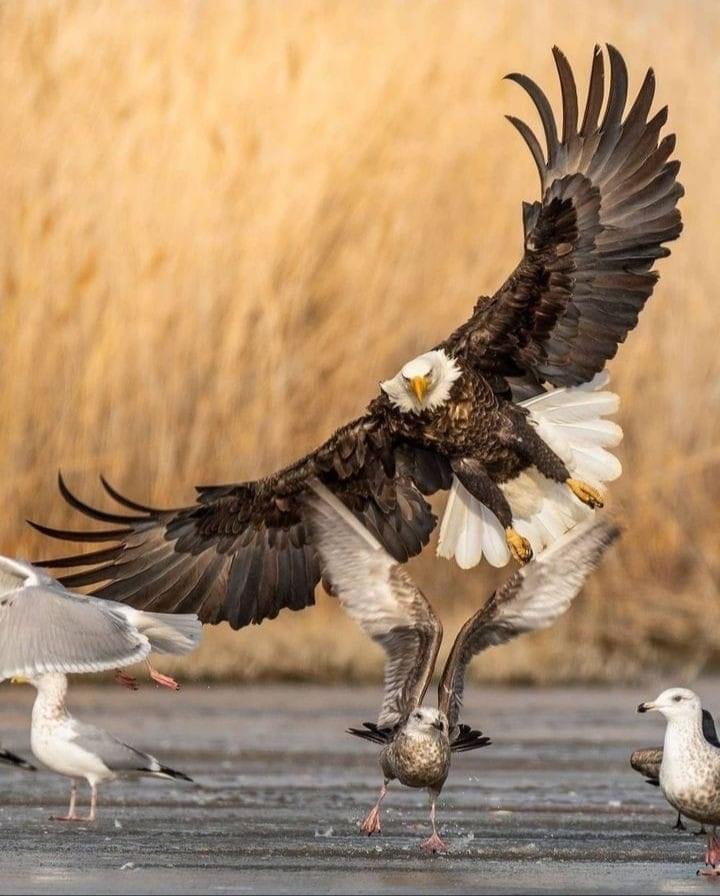 DER ADLER UND DER PAPAGEI