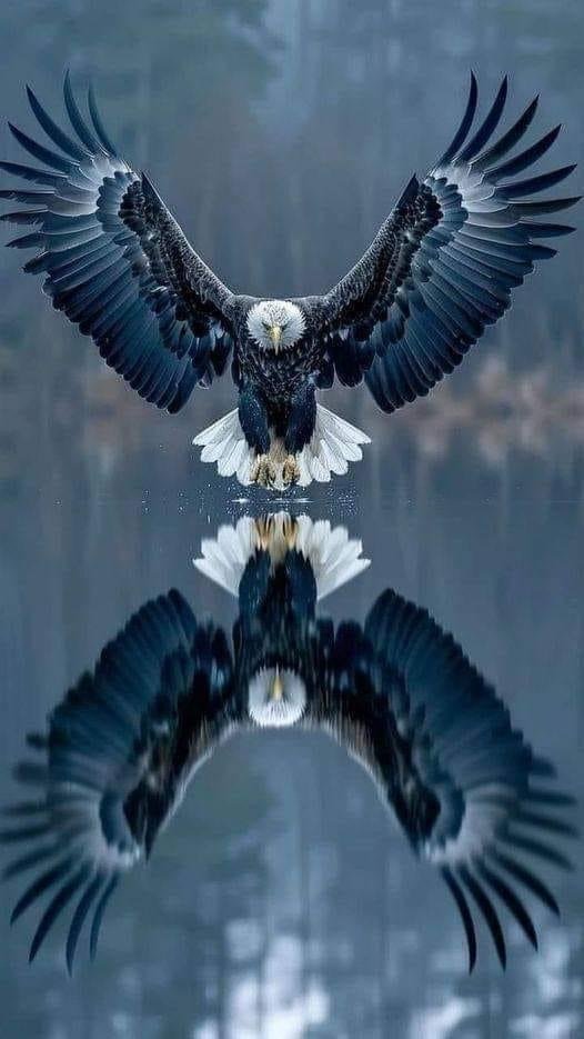 SECHS FÜHRUNGSPRINZIPIEN, DIE DER ADLER UNS LEHRT…
